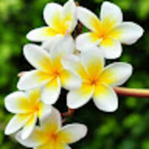 Meet your Posher, Latasha